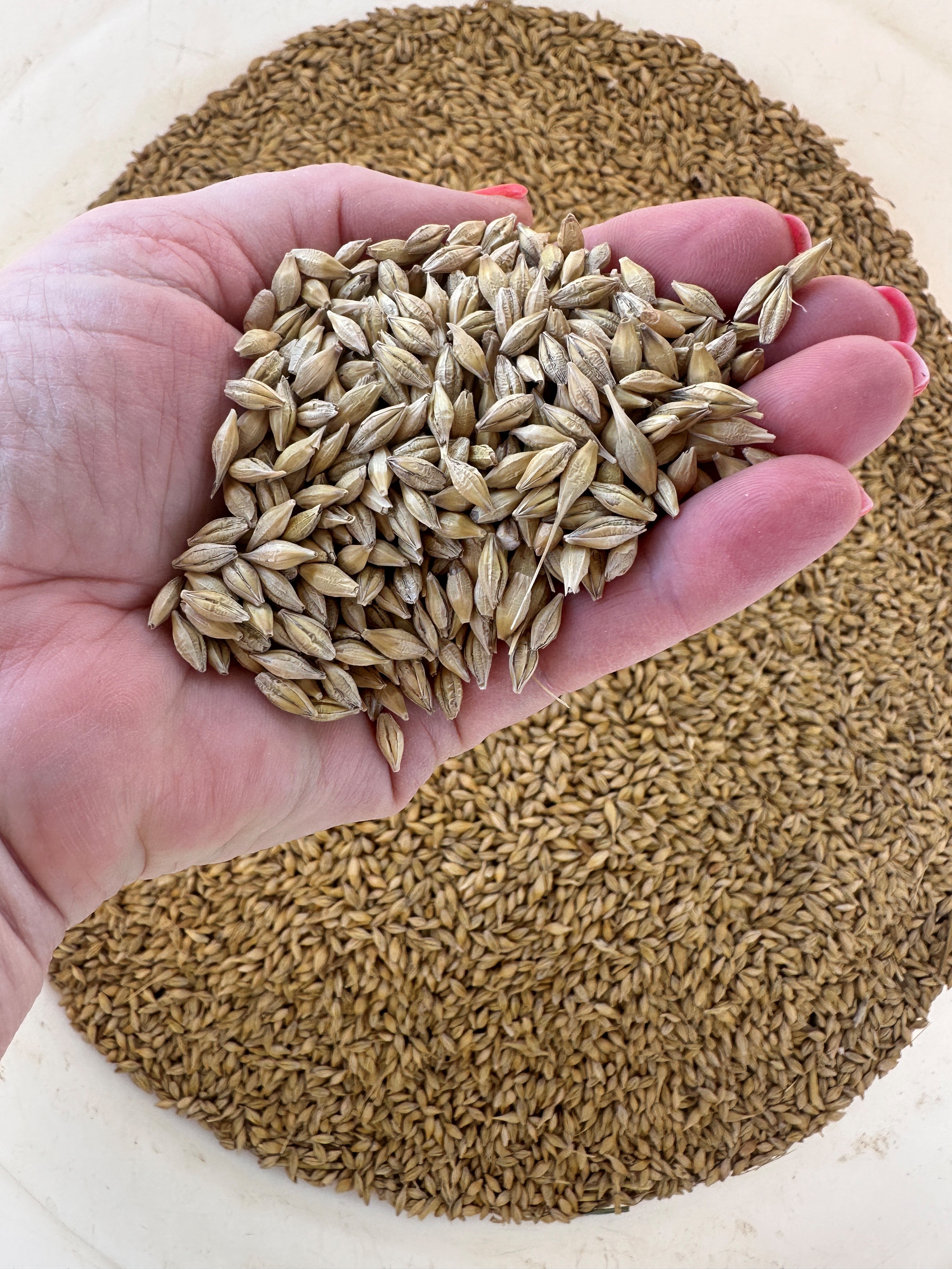 Barley3 2025